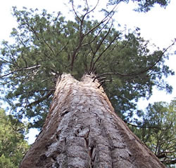 Sequoia Park and the Kaweah River